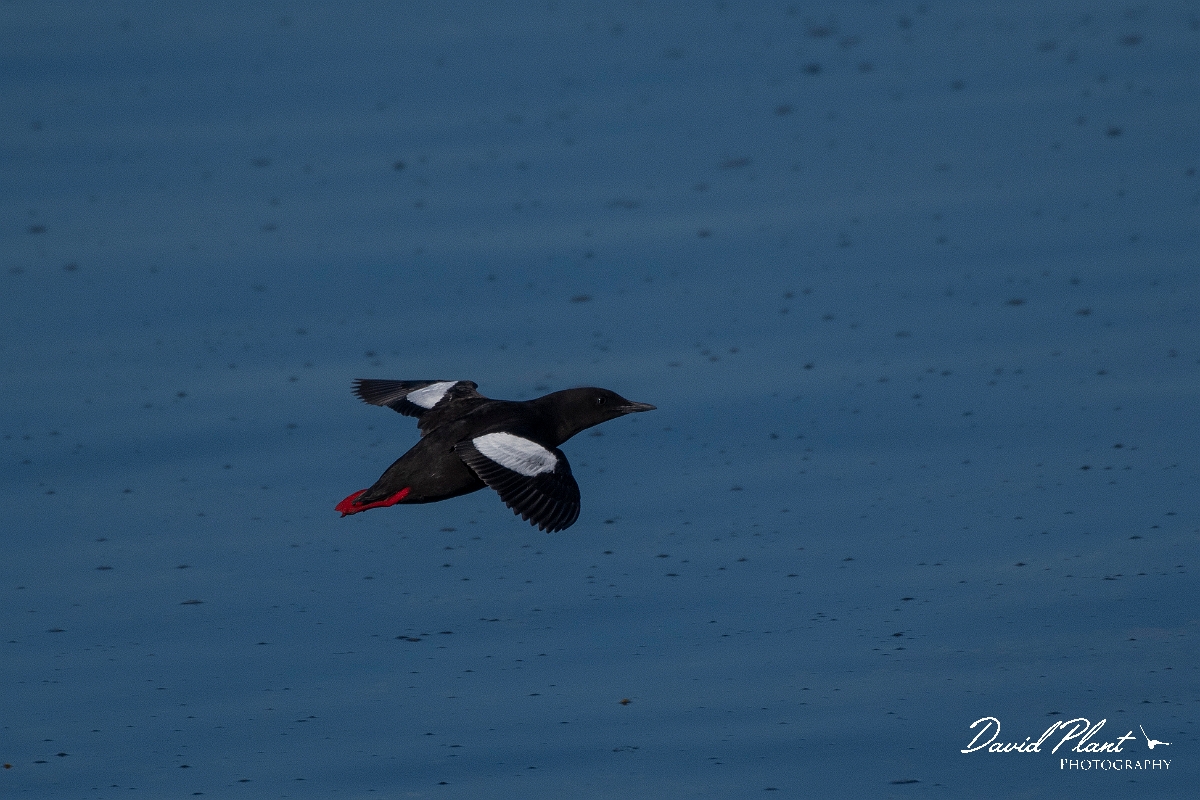 David Plant Photography - Wildlife Photography - Black guillemot - X.JPG - Black guillemot in flight - Argyll and Bute