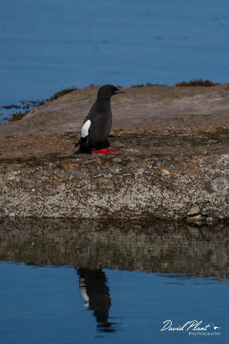 David Plant Photography - Wildlife Photography - Black guillemot - Y.JPG - Black guillemot sitting - Argyll and Bute