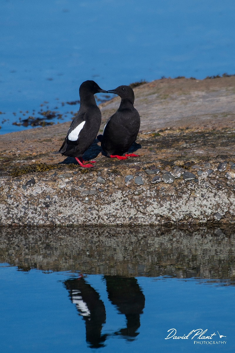 David Plant Photography - Wildlife Photography - Black guillemot - Z.JPG - Black guillemots sitting - Argyll and Bute