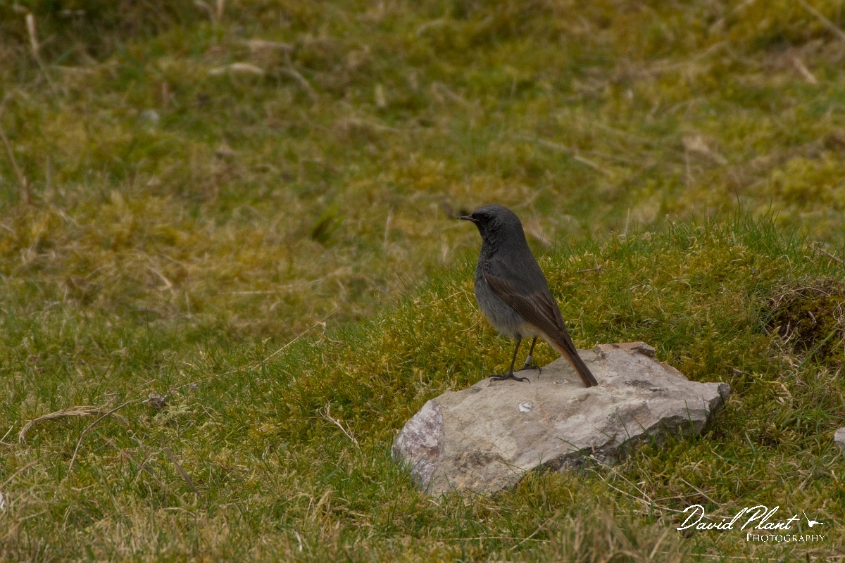 David Plant Photography - Wildlife Photography - Black redstart - A.jpg - Black redstart male - Conwy