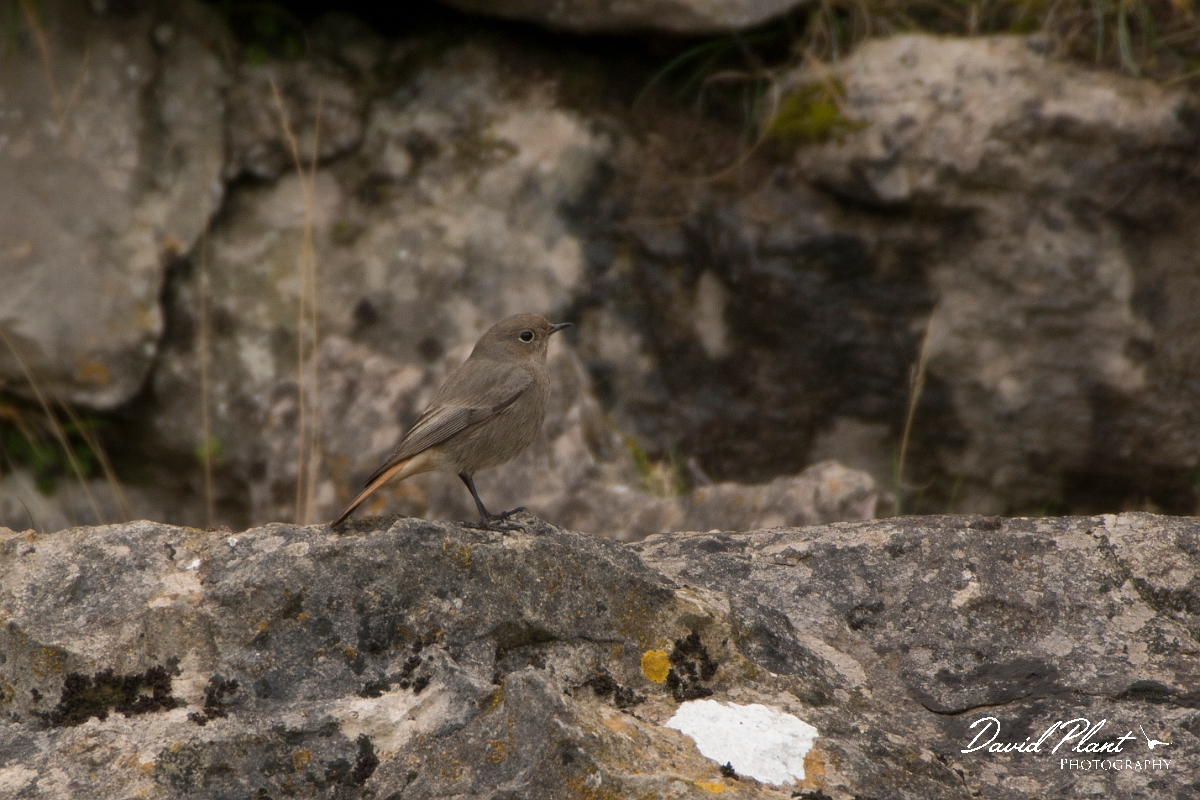 David Plant Photography - Wildlife Photography - Black redstart - B.jpg - Black redstart female - Conwy