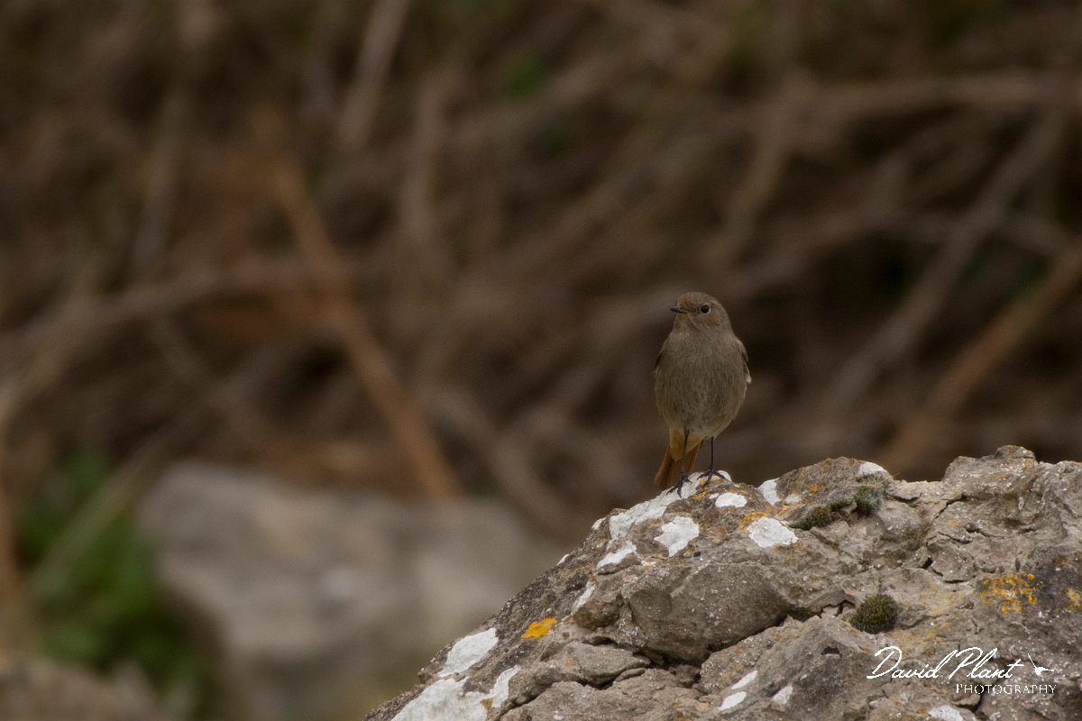 David Plant Photography - Wildlife Photography - Black redstart - C.jpg - Black redstart female - Conwy