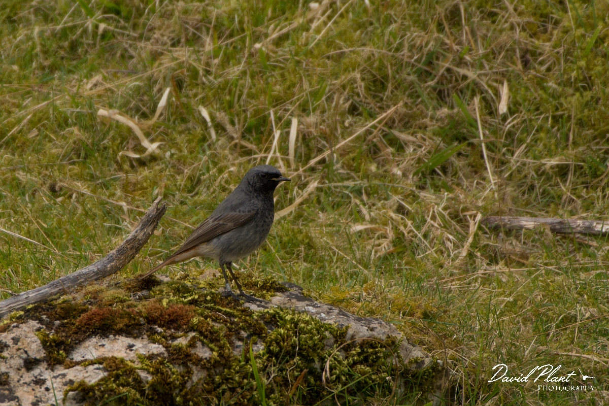 David Plant Photography - Wildlife Photography - Black redstart - D.jpg - Black redstart male - Conwy