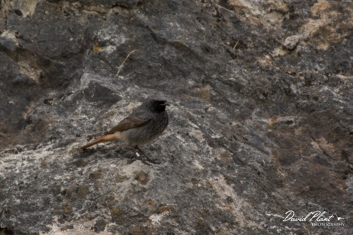 David Plant Photography - Wildlife Photography - Black redstart - E.jpg - Black redstart male - Conwy