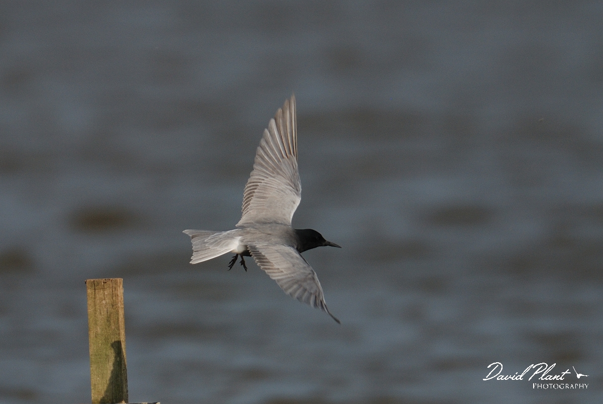David Plant Photography - Wildlife Photography - Black tern - A.jpg - Black tern taking off from post - Norfolk