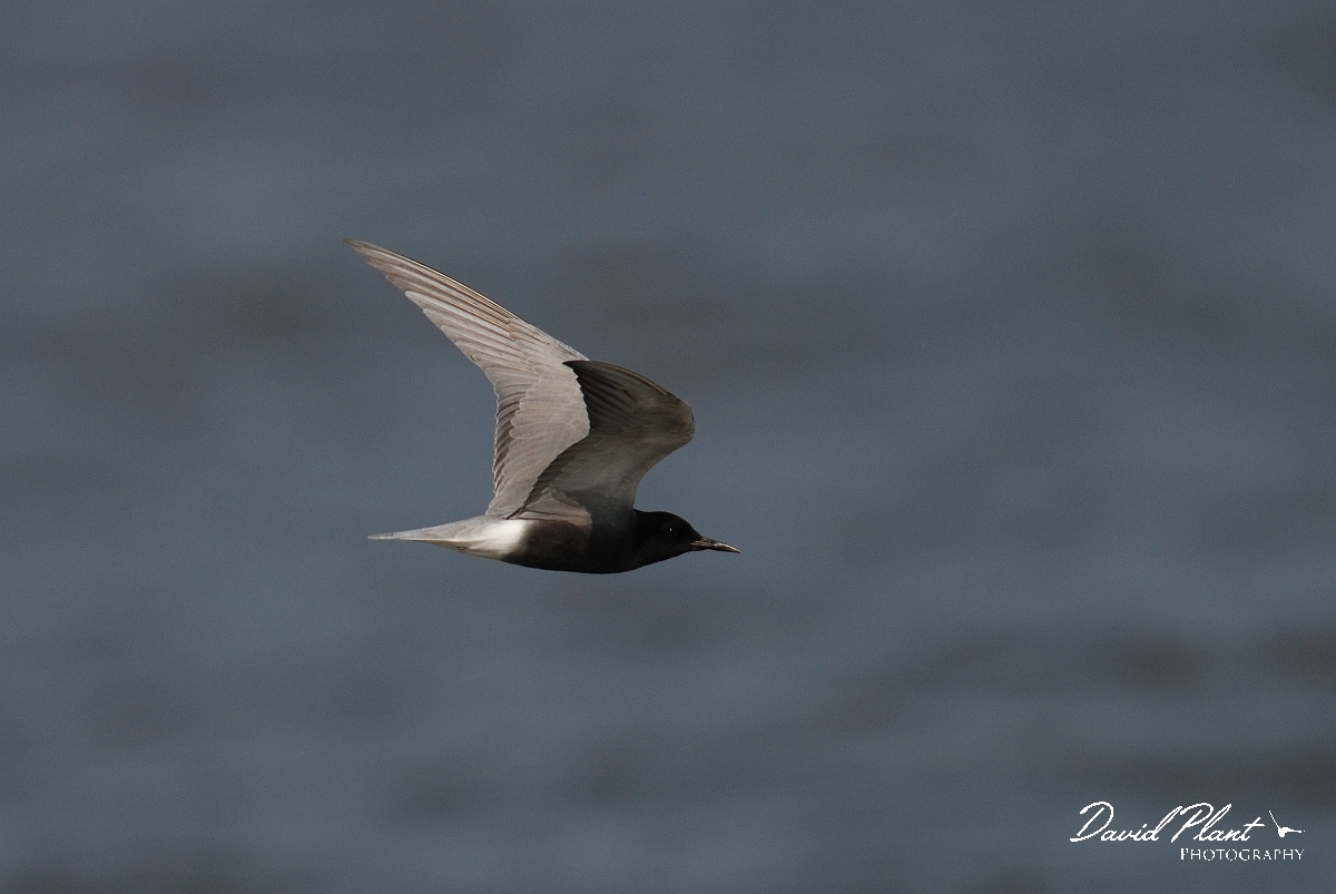 David Plant Photography - Wildlife Photography - Black tern - B.jpg - Black tern in flight - Norfolk