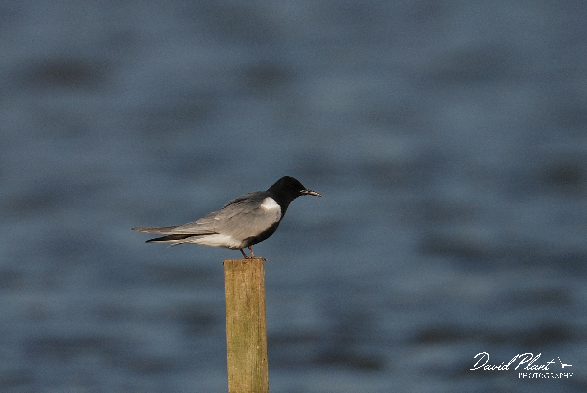 David Plant Photography - Wildlife Photography - Black tern - D.jpg - Black tern on post - Norfolk