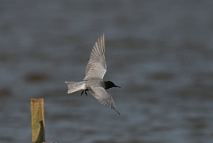 David Plant Photography - Wildlife Photography - Black tern - A