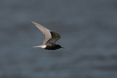 David Plant Photography - Wildlife Photography - Black tern - B