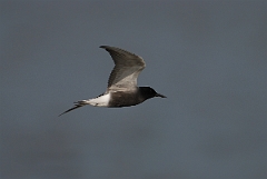 David Plant Photography - Wildlife Photography - Black tern - C
