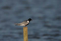 David Plant Photography - Wildlife Photography - Black tern - D
