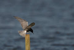 David Plant Photography - Wildlife Photography - Black tern - E