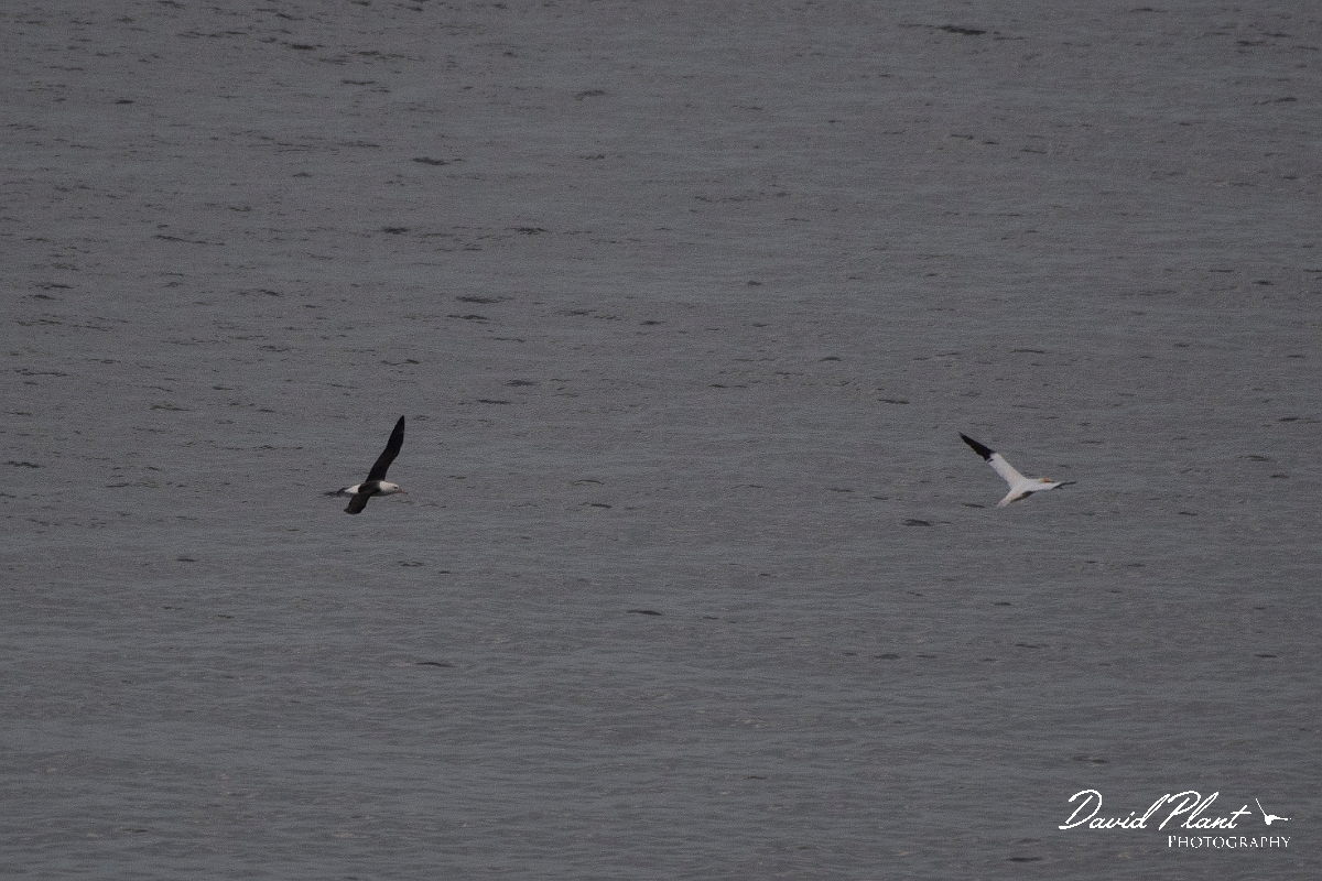 David Plant Photography - Wildlife Photography - Black-browed albatross - C.JPG - Black-browed albatross with gannet - East Yorkshire