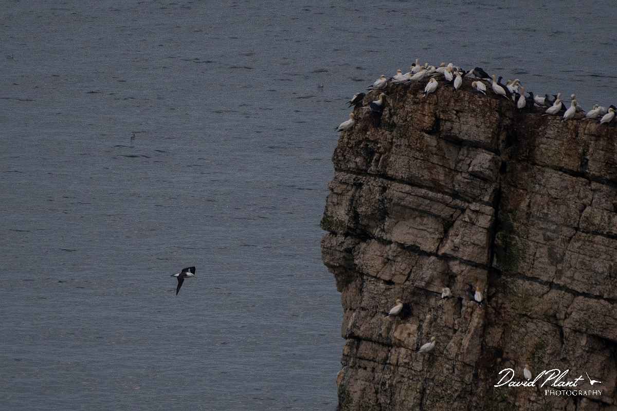 David Plant Photography - Wildlife Photography - Black-browed albatross - D.JPG - Black-browed albatross at seabird cliff - East Yorkshire