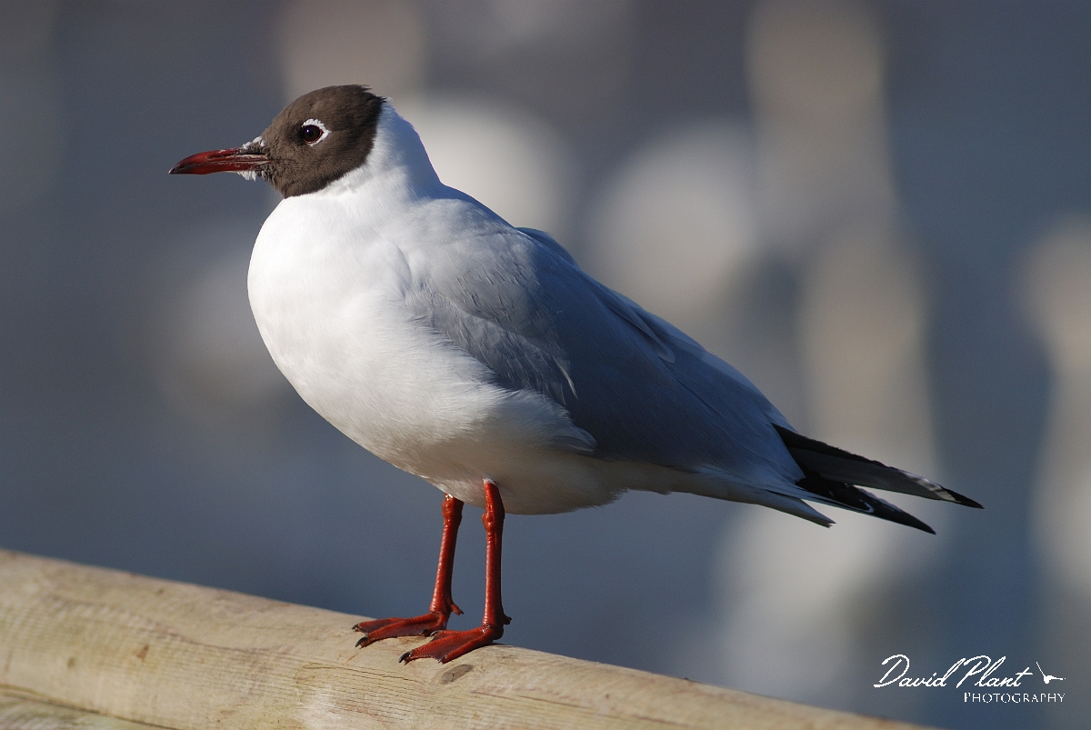 David Plant Photography - Wildlife Photographer - Black-headed gull - A.jpg - Black-headed gull - Slimbridge