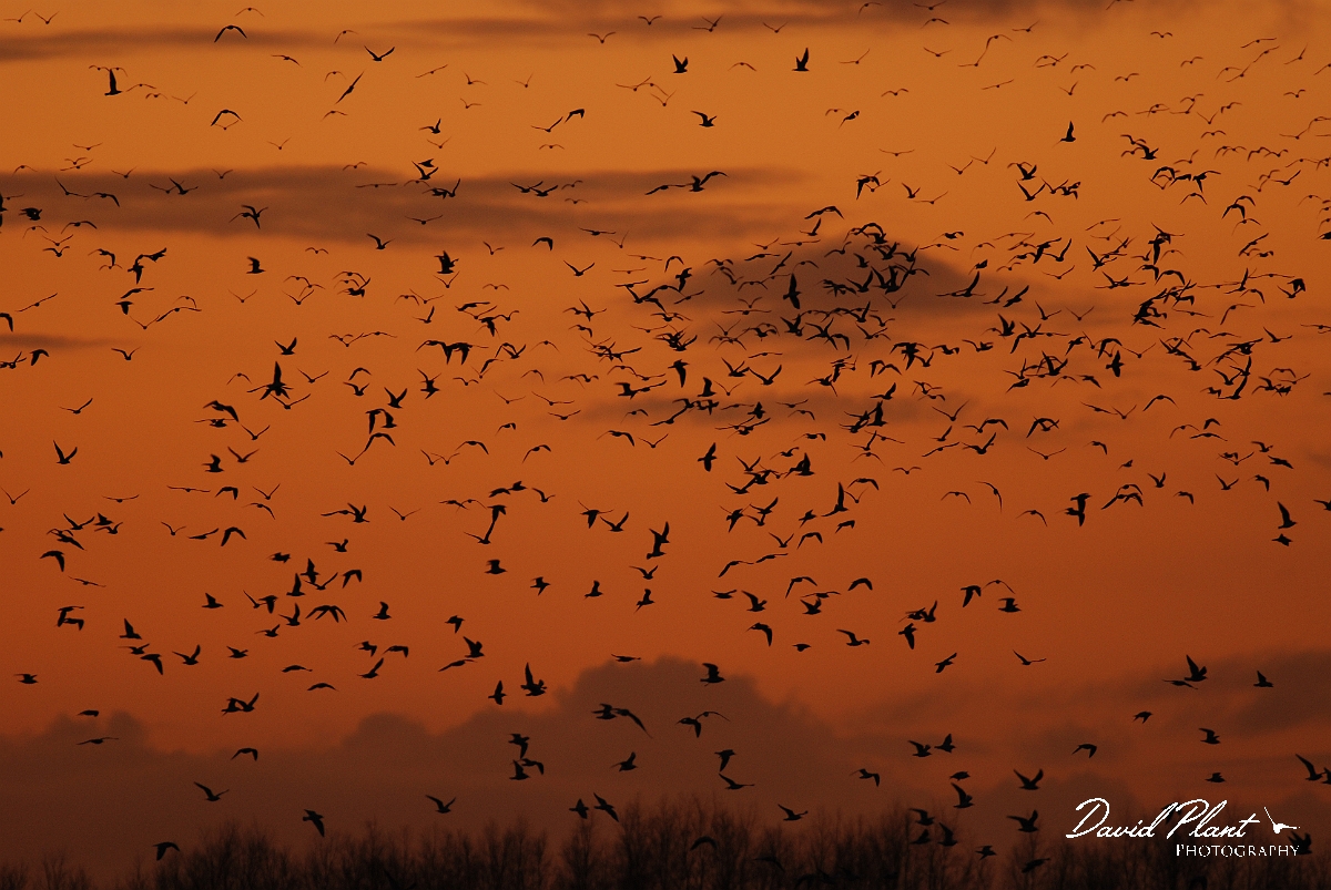 David Plant Photography - Wildlife Photographer - Black-headed gulls at sunset - B.JPG - Black-headed gull flock at sunset - Welney