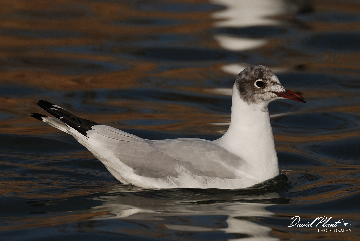 David Plant Photography - Wildlife Photography - Black-headed gull - C.jpg - Black-headed gull changing into breeding plumage - Dorset