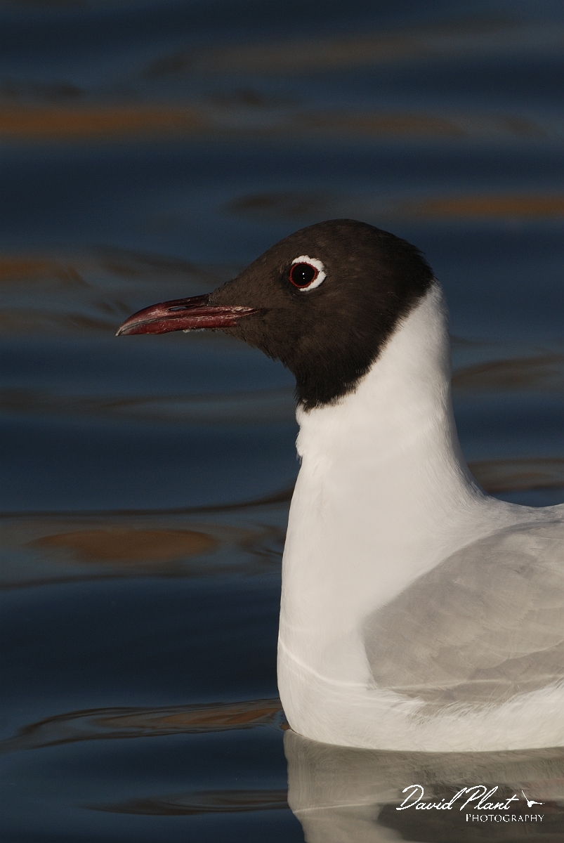 David Plant Photography - Wildlife Photography - Black-headed gull - E.jpg - Black-headed gull in breeding plumage - Dorset