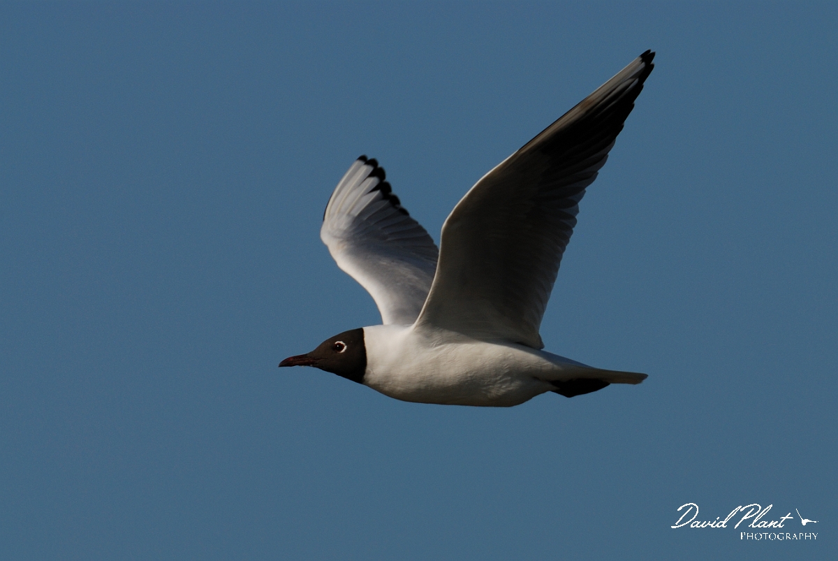 David Plant Photography - Wildlife Photography - Black-headed gull - F.jpg - Black-headed gull in flight - Norfolk