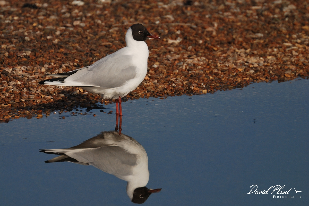 David Plant Photography - Wildlife Photography - Black-headed gull - G.jpg - Black-headed gull with reflection - Norfolk