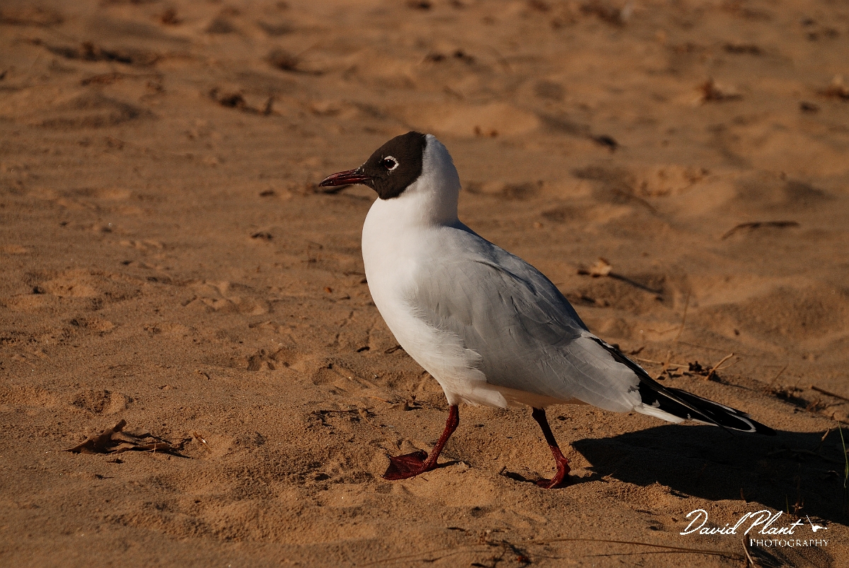 David Plant Photography - Wildlife Photography - Black-headed gull - H.jpg - Black-headed gull on sandy beach - Norfolk