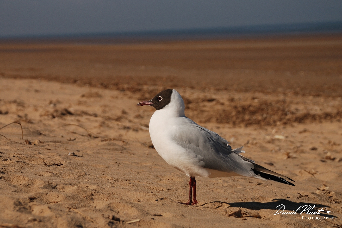 David Plant Photography - Wildlife Photography - Black-headed gull - I.jpg - Black-headed gull on deserted beach - Norfolk