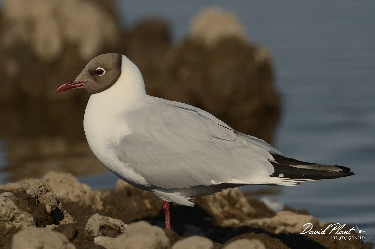 David Plant Photography - Wildlife Photography - Black-headed gull - J.jpg - Black-headed gull in summer plumage - Norfolk