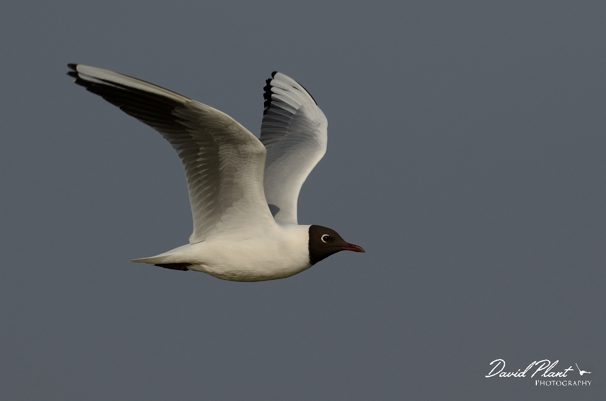 David Plant Photography - Wildlife Photography - Black-headed gull - N.jpg - Black-headed gull in flight - Suffolk