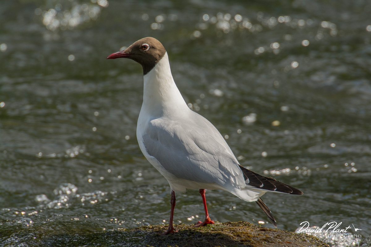 David Plant Photography - Wildlife Photography - Black-headed gull - P.jpg - Black-headed gull - Aberdeenshire