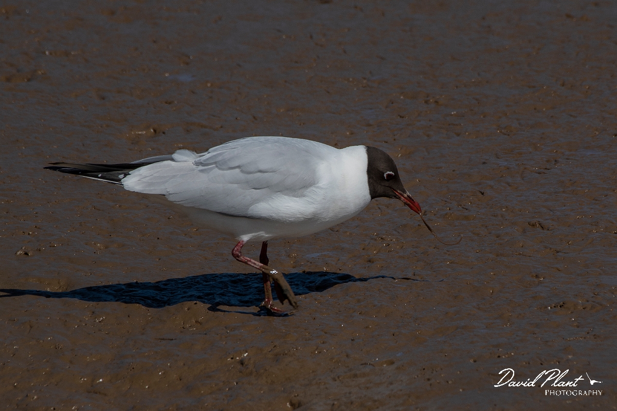 David Plant Photography - Wildlife Photography - Black-headed gull - Q.JPG - Black-headed gull - Norfolk
