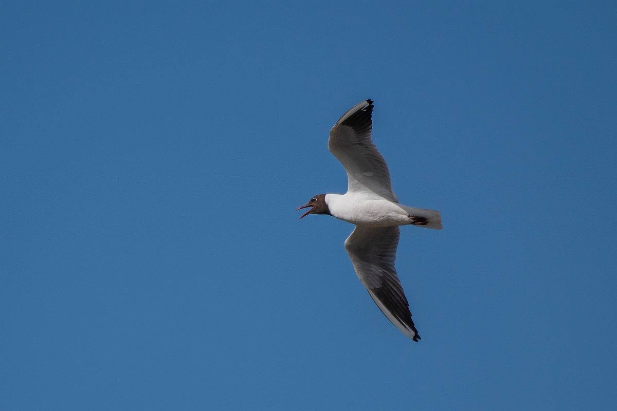 David Plant Photography - Wildlife Photography - Black-headed gull - R.JPG - Black-headed gull in flight - Norfolk