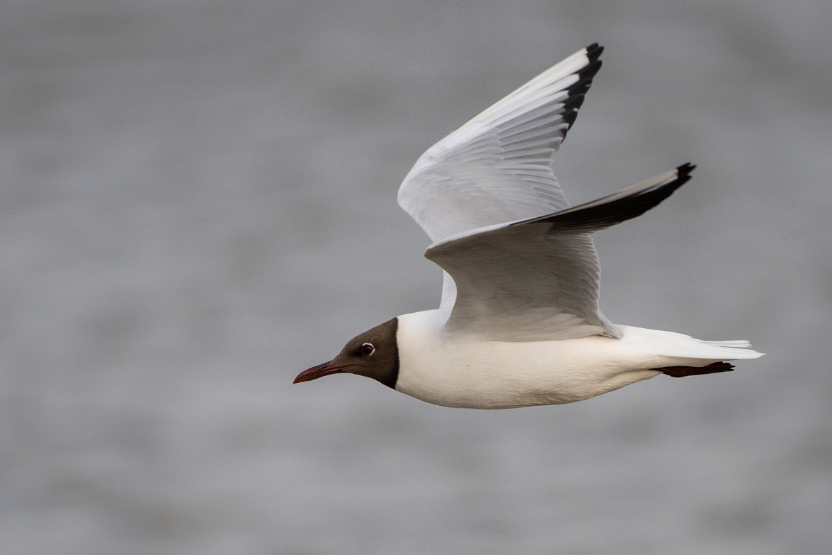 David Plant Photography - Wildlife Photography - Black-headed gull - T.jpg - Black-headed gull in flight - Norfolk