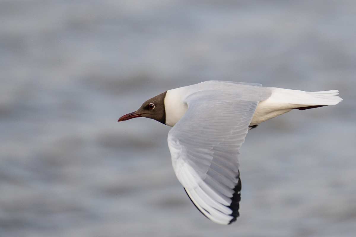 David Plant Photography - Wildlife Photography - Black-headed gull - U.jpg - Black-headed gull in flight - Norfolk