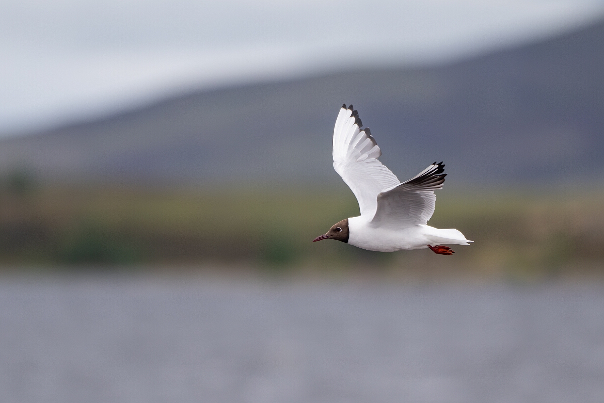 David Plant Photography - Wildlife Photography - Black-headed gull - X.jpg - Black-headed gull - Highland