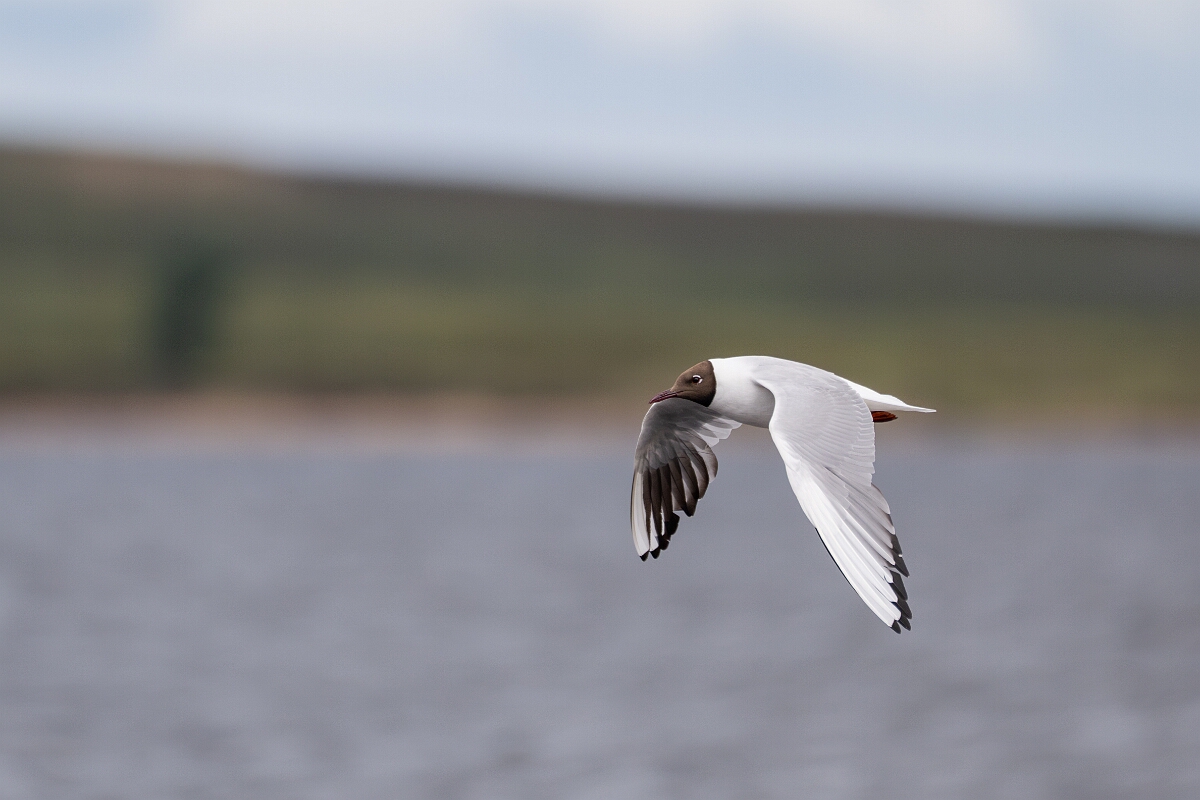 David Plant Photography - Wildlife Photography - Black-headed gull - Y.jpg - Black-headed gull - Highland