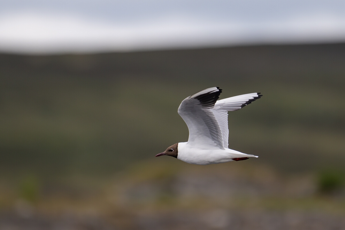 David Plant Photography - Wildlife Photography - Black-headed gull - Z.jpg - Black-headed gull - Highland
