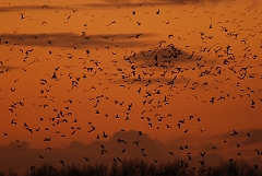 David Plant Photography - Wildlife Photographer - Black-headed gulls at sunset - B