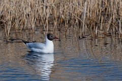 David Plant Photography - Wildlife Photography - Black-headed gull - AA