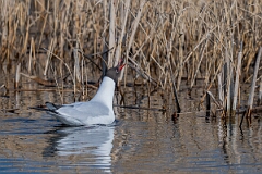 David Plant Photography - Wildlife Photography - Black-headed gull - AB