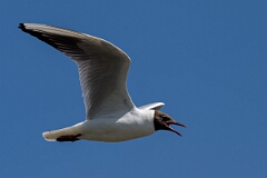 David Plant Photography - Wildlife Photography - Black-headed gull - AC