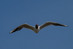 David Plant Photography - Wildlife Photography - Black-headed gull - AD