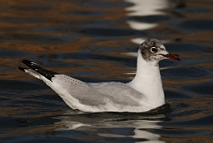 David Plant Photography - Wildlife Photography - Black-headed gull - C