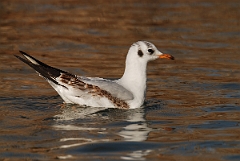 David Plant Photography - Wildlife Photography - Black-headed gull - D