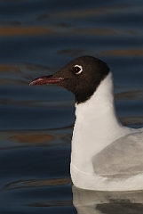 David Plant Photography - Wildlife Photography - Black-headed gull - E