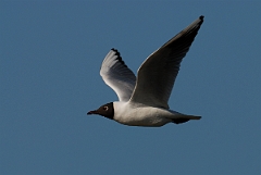 David Plant Photography - Wildlife Photography - Black-headed gull - F