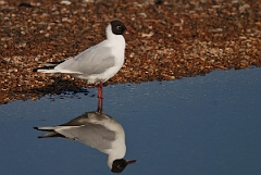 David Plant Photography - Wildlife Photography - Black-headed gull - G