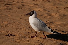 David Plant Photography - Wildlife Photography - Black-headed gull - H