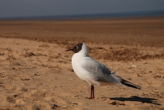David Plant Photography - Wildlife Photography - Black-headed gull - I