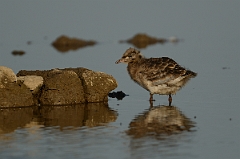 David Plant Photography - Wildlife Photography - Black-headed gull - K