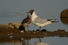 David Plant Photography - Wildlife Photography - Black-headed gull - L